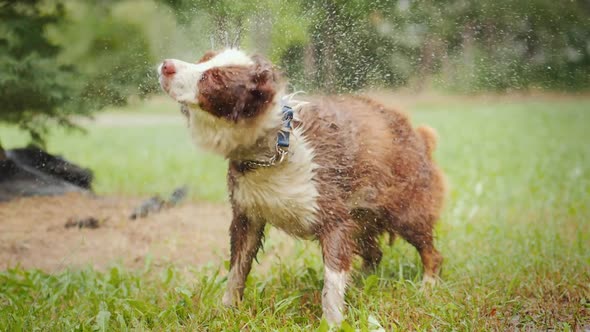 The Wet Shepherd Shakes Off the Water