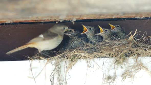 Feeding and defecation of Redstart nestling in the nest.