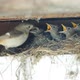 Feeding and defecation of Redstart nestling in the nest. - VideoHive Item for Sale