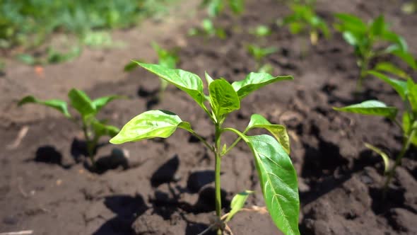 Slow Motion, Organic Pepper Bush Growing on Farmland in the Sun. Eco-friendly Farming