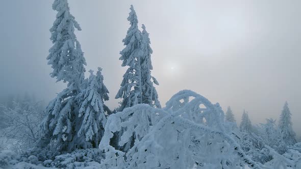 Blue Light in Frozen Misty Forest in Wild Winter Nature 