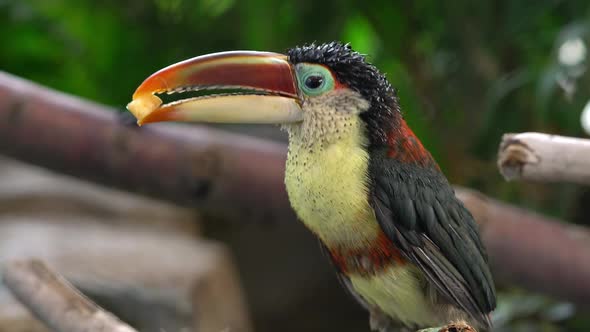 Aracari Toucan sitting on branch with food in its beak