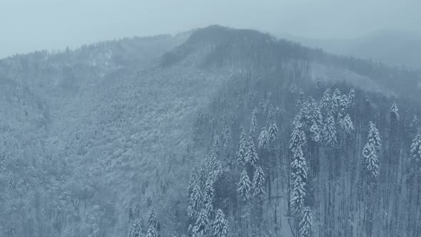 Aerial shot: spruce and pine winter forest completely covered by snow.