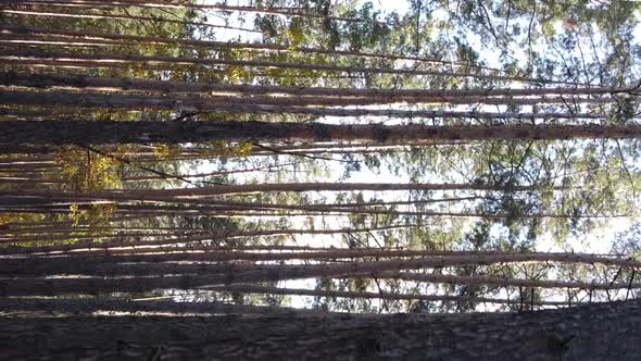 Vertical Video Autumn Forest with Trees in Ukraine Slow Motion