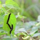 Three Black Caterpillars on Nettle Leaf - VideoHive Item for Sale