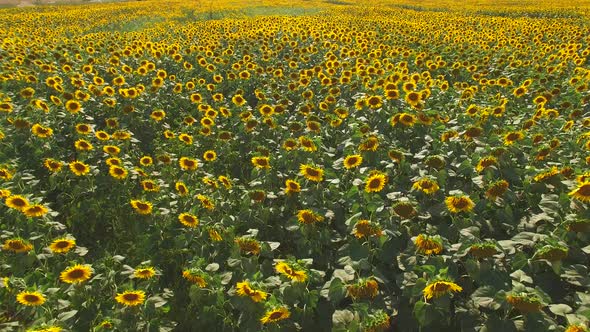 Yellow Sunflower Field