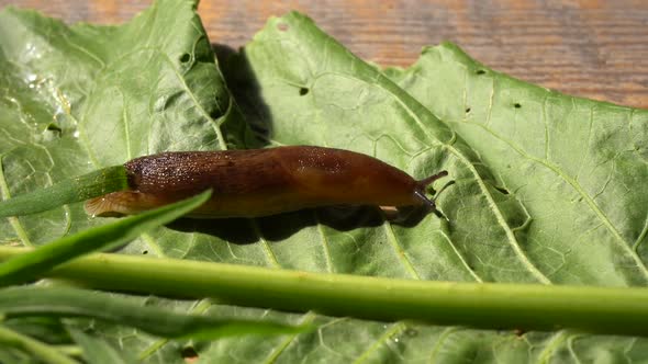A Common Garden Snail Crawling on Green Leaves