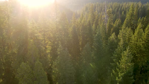 Flying over a forest in Oregon