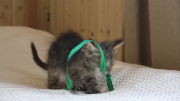 Striped Domestic Kitten Playing Home