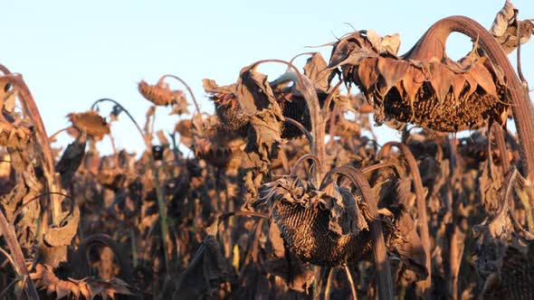 Ripened Sunflowers Ready for Harvesting for Their Seeds