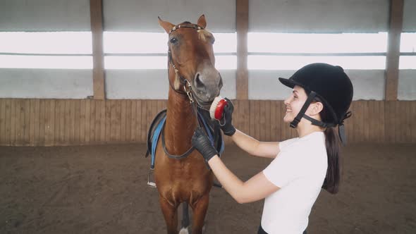 Young Female Rider Combs the Horse with a Brush, Takes Care of the Horse, Strokes the Wool and