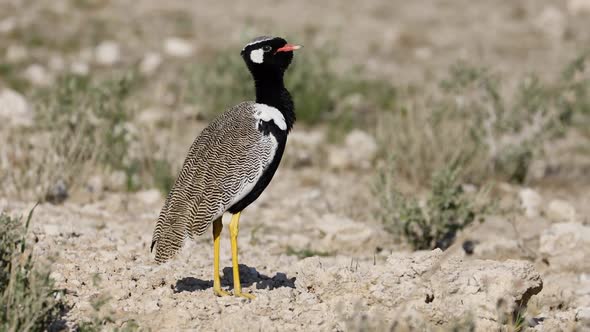 White Quilled Bustard Calling