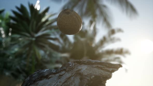 Extreme Slow Motion Falling Coconut in Jungle