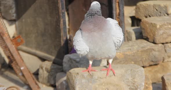 close up of a grey pigeon or dove stand on  is grooming its hair, 4k footage