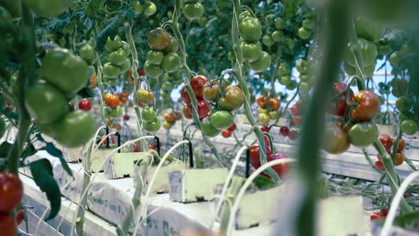 A Greenhouse with Tomatoes on Branches. Agricultural Industry, Fresh Vegetables Concept.