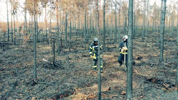 Two Firefighters are Walking Along the Smoldering Forest