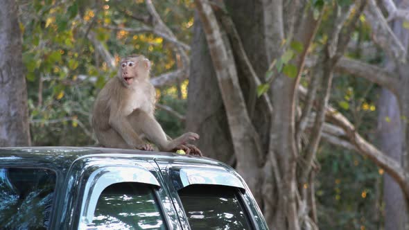 Wide Shot Of Monkey Sitting On a Car Chewing Something Then Gets Up and Walks Off the Car and out Of