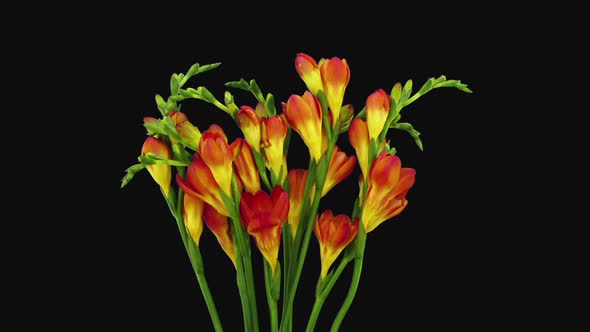 Time-lapse of opening orange freesia flower buds