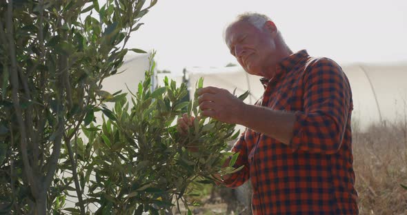 Mature man working on farm