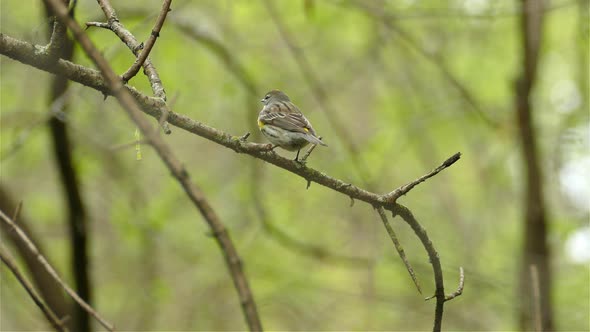 Yellow rumpled warbler Setophaga Coronata bird sitting on woodland tree branch flying down out of sh