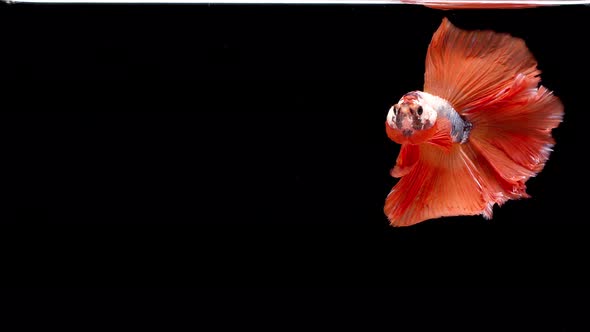 slow motion of Siamese fighting fish (Betta splendens), well known name is Plakat Thai alt