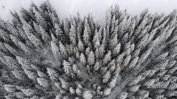 Aerial Flying over Mountain Winter Pine Forest Unveil Hut Cabin