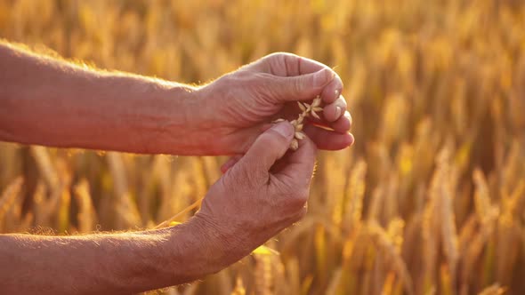 Hands with ripe grains on golden field background. 