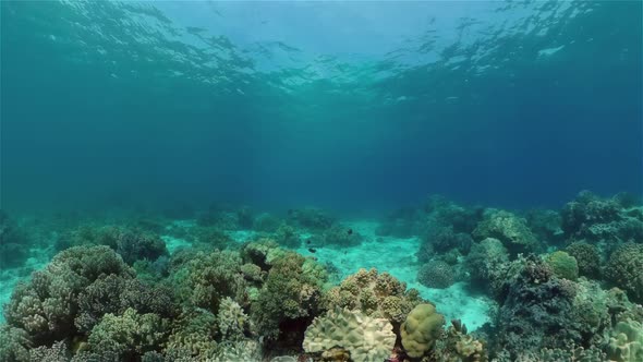 The Underwater World of a Coral Reef