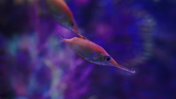 Longspine Snipefish Swimming Under Neon Illumination