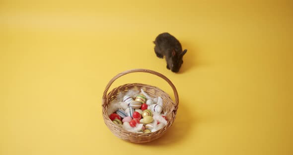 Black Rabbit on a Yellow Isolated Background Plays with a Basket and Eggs