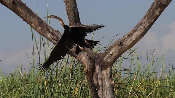 980373 Heronry with African Darter, anhinga rufa, Adult taking off, in flight, Baringo Lake in Kenya