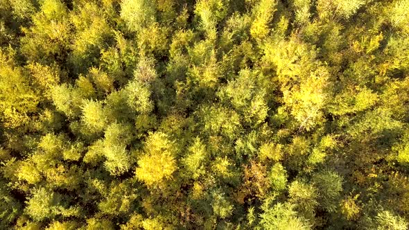 Autumn forest with bright orange and yellow leaves. Dense woods in sunny fall weather.