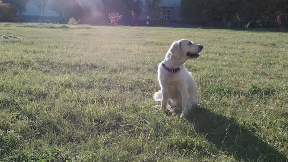 Adorable Golden Retriever on the Background of Nature