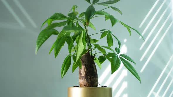 A Small Tree in a Pot Pachira