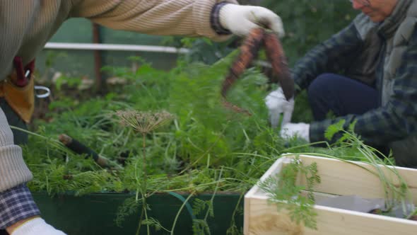 Two People Harvesting Carrots at Vegetable Allotment