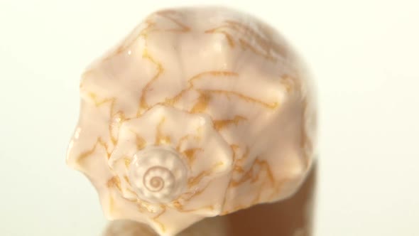 Marine Sea Shell Isolated on White, Rotation, Reflection, Close Up