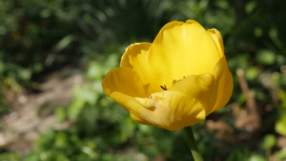 Early spring  Didier tulip lily plant shallow DOF 4K 2160 30fps UltraHD footage - Yellow Tulipa gesn