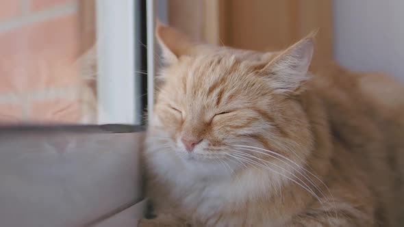 Cute Ginger Cat Dozing on Window Sill. Close Up Slow Motion Footage of Fluffy Pet.