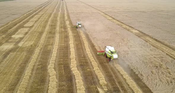 Upper View Harvesters Cut Ripe Wheat with Red Rolls