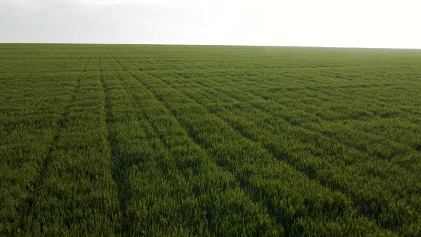 Bird View of Green Wheat Fields at Sunny Morning