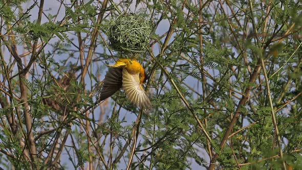 Northern Masked Weaver, ploceus taeniopterus, Male and Female standing on Nest, in flight