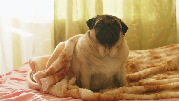 Close Up of Cute Pug Sitting on Bed in Room