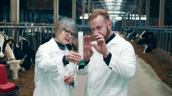 Livestock Farmers are Examining a Tube with Cow Milk