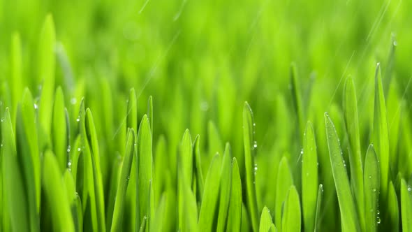 Fresh Green Grass with Rain Drops Field of Young Wheat Rye Closeup Nature Macro