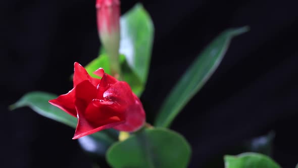 Timelapse of Mandevilla Blooming on Black Background Close Up