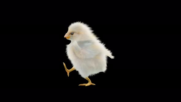 Baby Chicks Dancing 4K