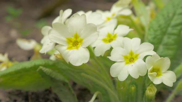 Primula vulgaris plant in the garden 4K 2160p UHD footage - Primrose flower blossom on wind outdoor 