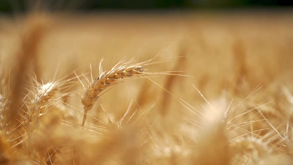 Wheat crop field landscape. Close up of wheat field and countryside scenery