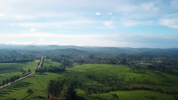 Beautiful aerial scenic of Tea Production industry in Uganda. Fort Portal plantation during sunny da