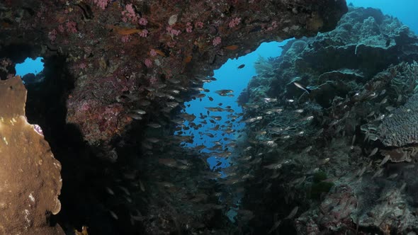 Scuba divers view of a colorful rock formation filled with shimmering fish. Underwater view